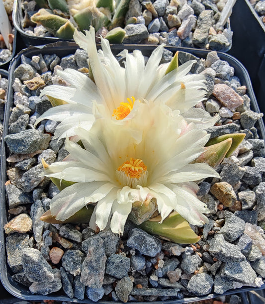 Ariocarpus trigonus Lau 683 (10 frø)