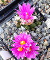 Ariocarpus bravoanus ssp. hintonii LH 480 (10 frø)
