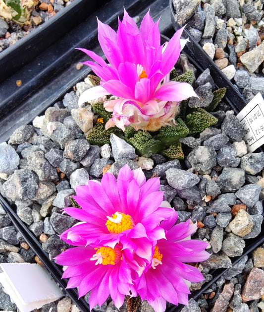 Ariocarpus bravoanus ssp. hintonii LH 480 (10 frø)