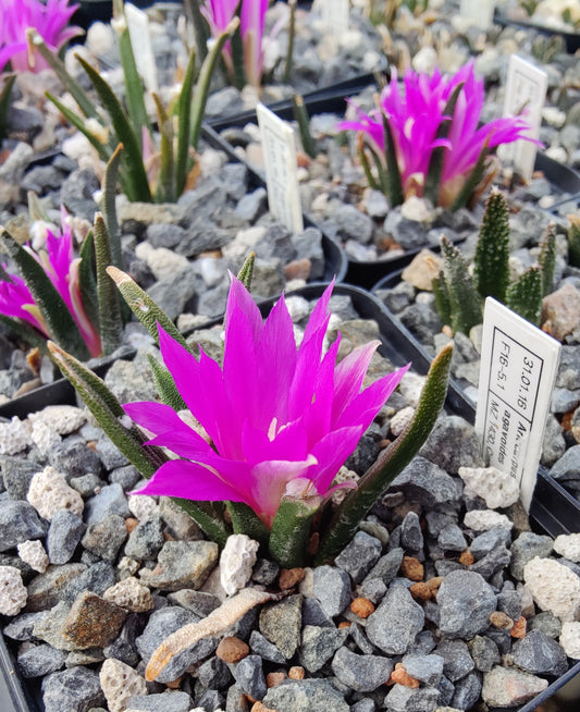 Ariocarpus agavoides MZ 1430 (10 frø)