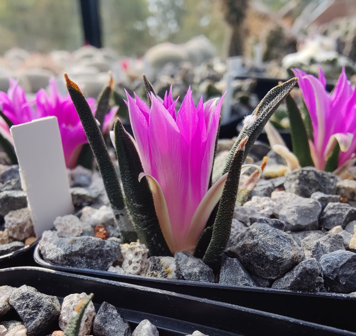 Ariocarpus agavoides MZ 1430 (10 frø)