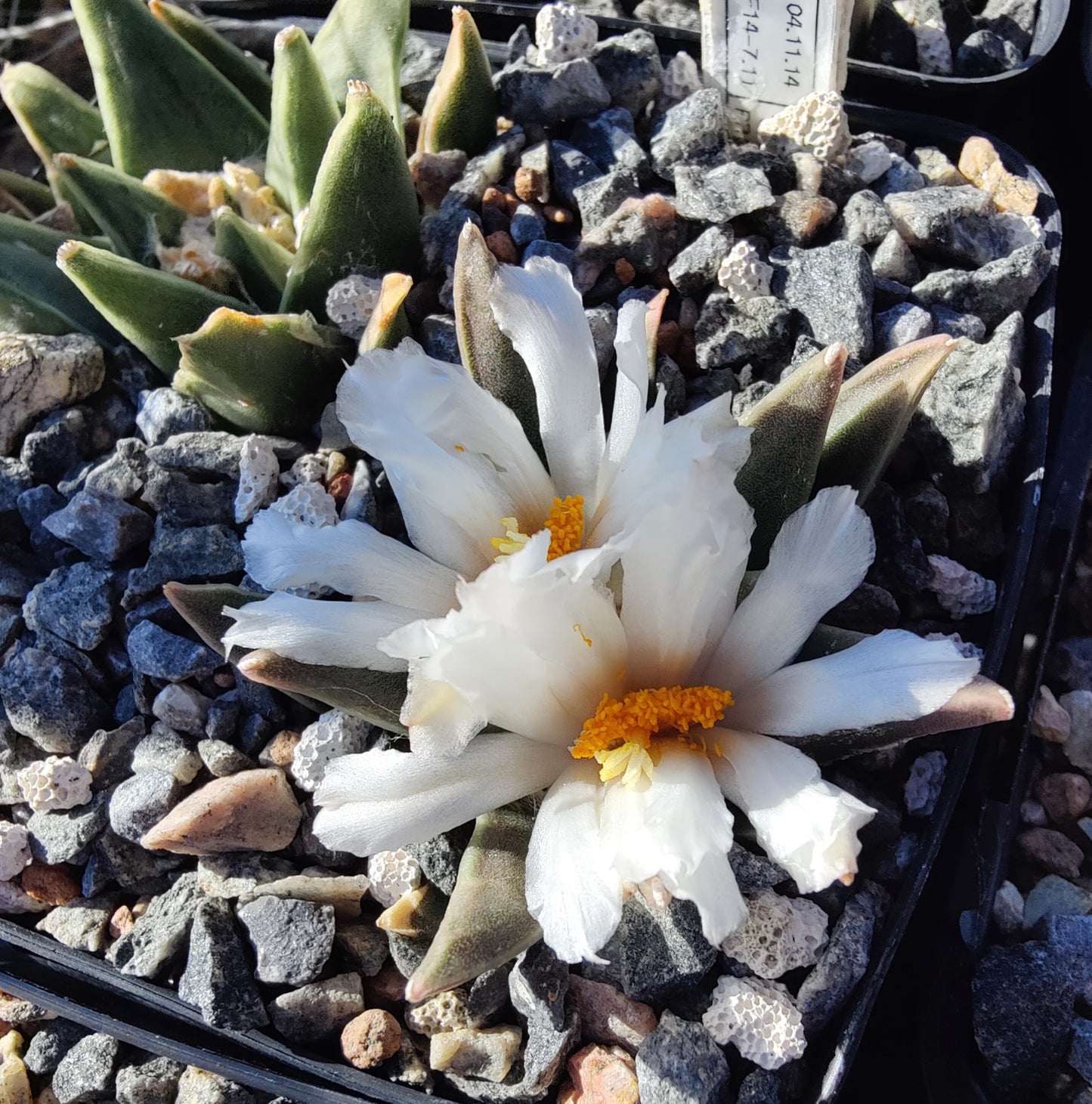 Ariocarpus retusus ssp. scaphirostroides PP 378 (10 frø)