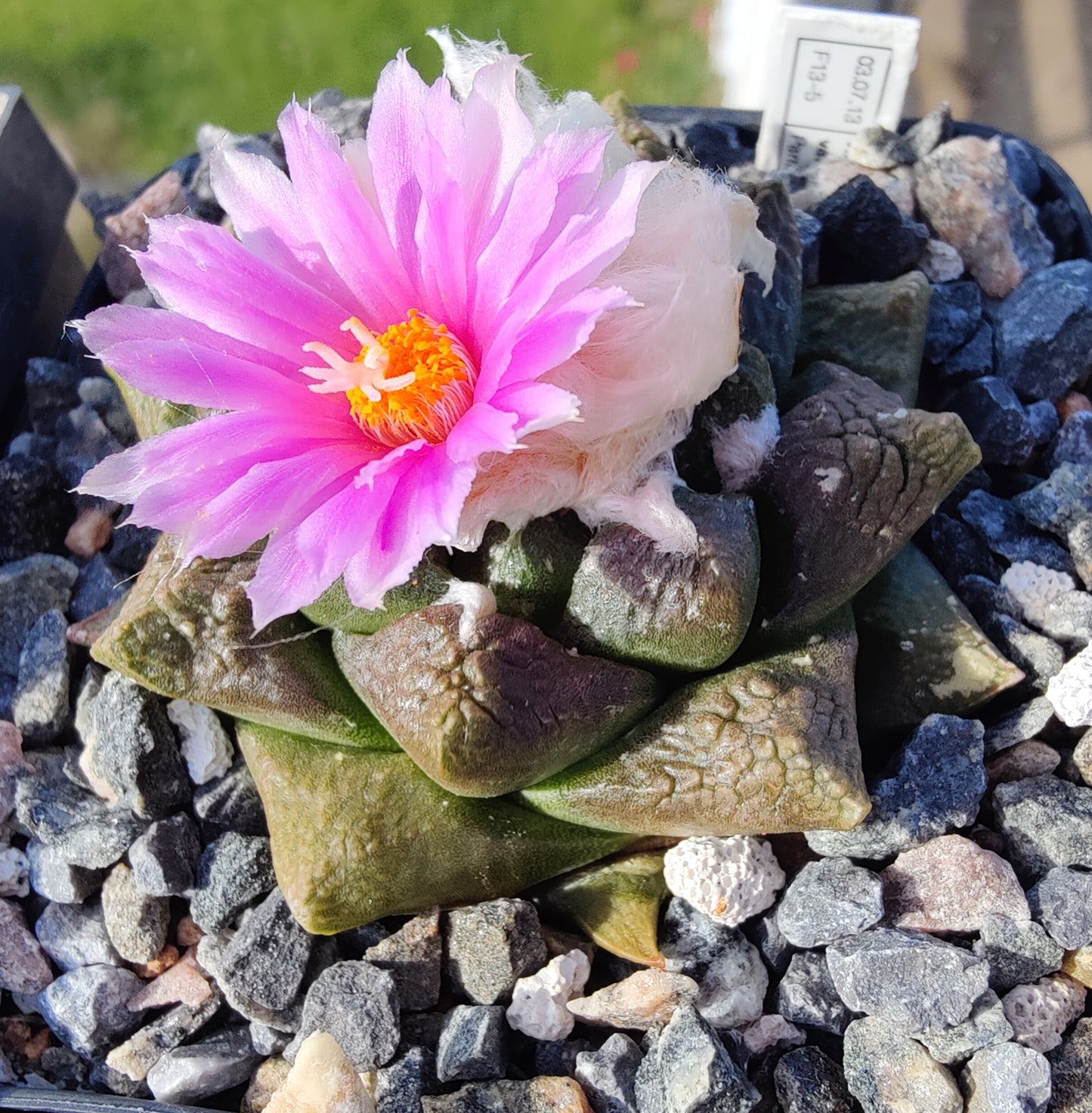 Ariocarpus fissuratus ssp.lloydii (10 frø)