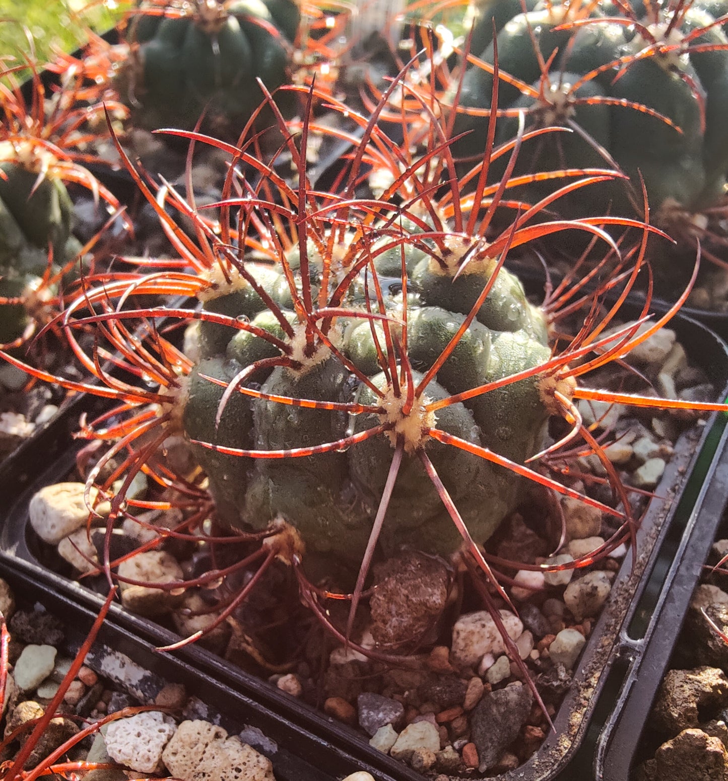 Gymnocalycium saglionis VoS 18-2478 (plante)